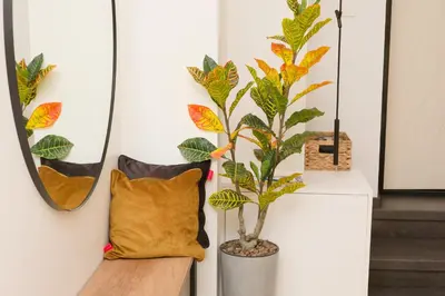 a room with a pillow and a plant on a wall at Munu Holiday Apartments in Druskininkai
