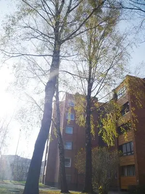 a group of trees in front of a building at Šaulys1 in Druskininkai
