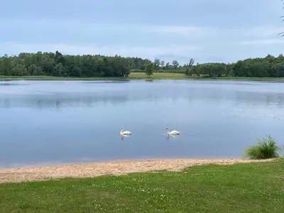 two swans are swimming in a large lake at Našio kempingas in Antanaše