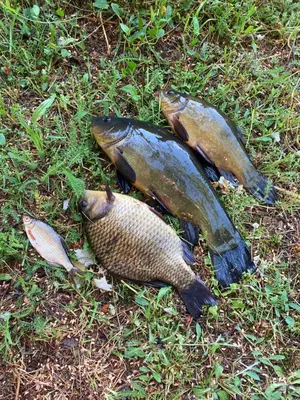 a group of three fish laying on the grass at Našio kempingas in Antanaše