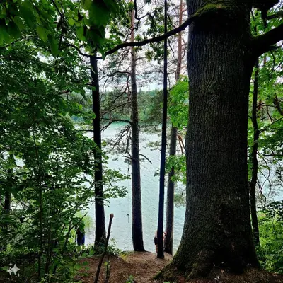 a view of a body of water through a group of trees at Calm garden Suite near Green Lakes in Vilnius