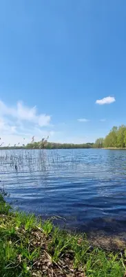 a large body of water with plants in the water at Pirtis su ežero pakrante Trakai in Salkininkai