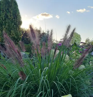 a garden with tall grass and purple flowers at Pavasario Namai & SPA in Butrimiškiai