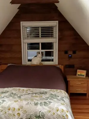 a cat sitting on top of a bed looking out a window at Namelis su pirtimi in Kaunas