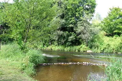 a flock of birds swimming in a river at Cozy apartment located near to Paupys in Vilnius