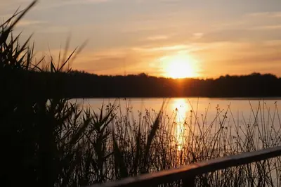a sunset over a body of water with tall grass at Poilsiadienis in Aukštadvaris