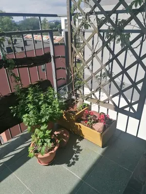 a group of potted plants sitting on a balcony at Jauki erdvĖ in Vilnius