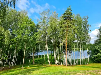 a group of trees with a lake in the background at Sofijos Slėnis in Pakniškiai
