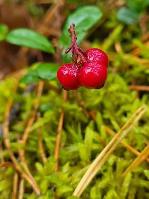a group of red berries on a green plant at Ramus poilsis miške su kedro pirtimi ir kubilu in Marcinkonys