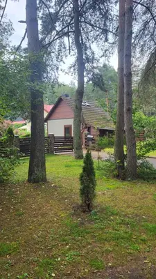 a small christmas tree in the grass in front of a house at Jaukūs namai Kulautuvoje in Kulautuva