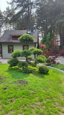 a small house with a bonsai tree in a yard at Jaukūs namai Kulautuvoje in Kulautuva