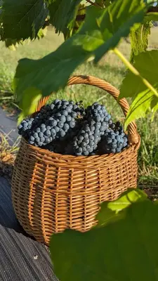 a basket of grapes sitting on a table at Provansalio dvaras in Babriškės