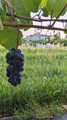 a bunch of grapes hanging from a tree at Provansalio dvaras in Babriškės