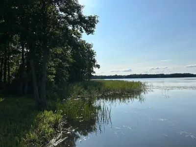 a large body of water with trees and grass at Zanapolio ranča in Norvaišiai