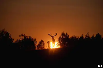 a couple of deer standing on a hill at sunset at Zanapolio ranča in Norvaišiai