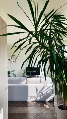 a living room with a white couch and a plant at Floral Sunshine Apartment in Vilnius