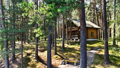 a log cabin in the middle of a forest at Namelis Pušyne in Pailgis