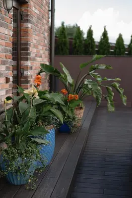 two blue pots filled with plants on a porch at LAGUNA SPA šeimos poilsio namai in Geniai
