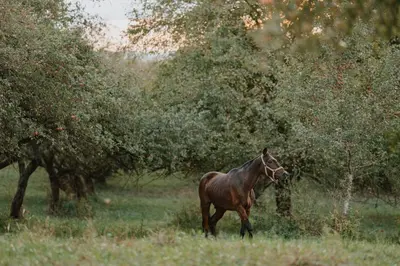 a brown horse standing in a field next to trees at Aštriosios Kirsnos dvaras in Aštrioji Kirsna