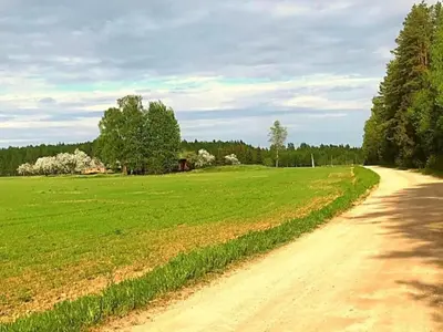a dirt road through a green field with trees at Raimundėlio sodyba in Rokiškis
