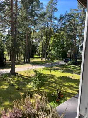 a view of a yard with trees and grass at Apartment 4 Palūšė in Palūšė