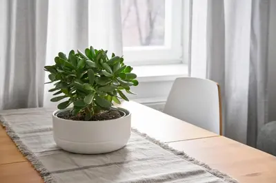 a plant in a white pot sitting on a table at Cute&Light Apartment, Vilnius City Centre in Vilnius