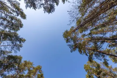 a view of the tops of pine trees against a blue sky at Margirio namas in Birštonas
