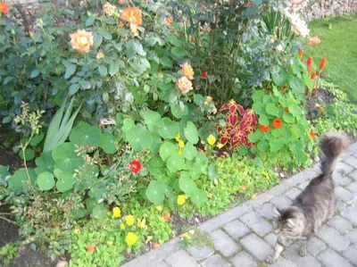 a cat walking through a garden with flowers at Cottage with fireplace and sauna in Pakalniškės