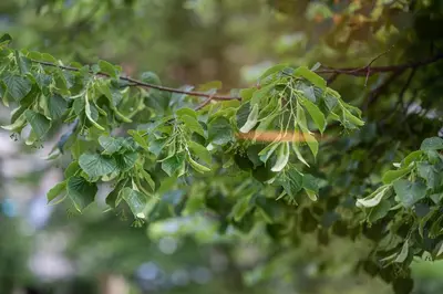 a branch of a tree with green leaves at cohost I Brand New Apt, w-AC in a Central Location in Vilnius
