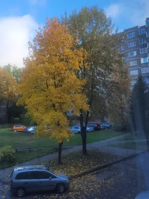 a car parked next to a tree with yellow leaves at Cozy apartment Akropolis in Vilnius