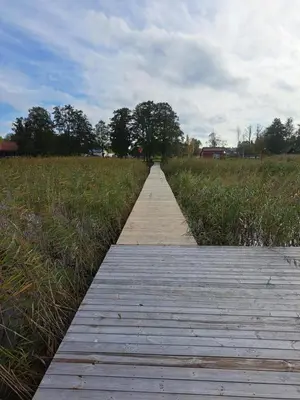 a wooden boardwalk through a field of tall grass at Šarkos sodyba in Miežonys