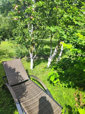 a bench sitting in the grass next to an apple tree at HOMESTAY ,,Aurora,, in Vilnius