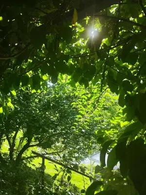 a view of the sun through the leaves of trees at HOMESTAY ,,Aurora,, in Vilnius
