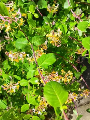 a plant with yellow flowers and green leaves at HOMESTAY ,,Aurora,, in Vilnius