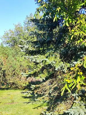 a group of trees in a grassy field at HOMESTAY ,,Aurora,, in Vilnius