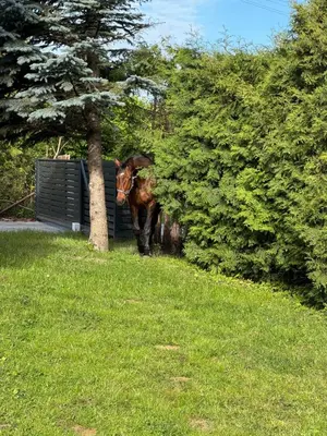 a horse standing next to a tree in a field at Gilės namai in Kaunas