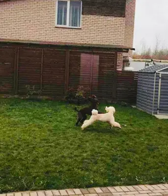 two dogs running in the grass in front of a house at Blue Hound Cottage in Kaunas