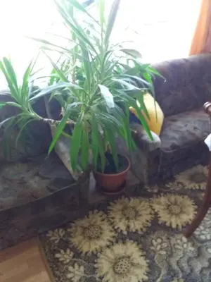two potted plants sitting on a couch in a room at Degesiai in Degėsiai