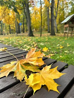 a maple leaf laying on a table in a park at SPA TOWN house II in Druskininkai
