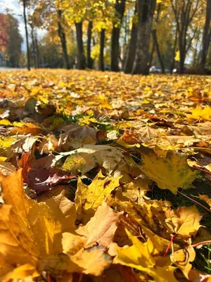 a pile of leaves on the ground in a park at SPA TOWN house II in Druskininkai