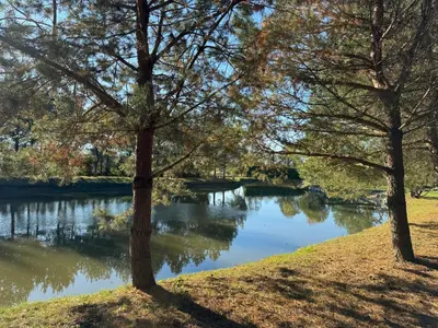 two trees on the side of a river at Pinetree House in Gudeliai