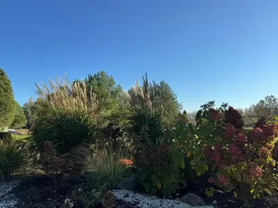 a garden with many different plants and trees at Pinetree House in Gudeliai
