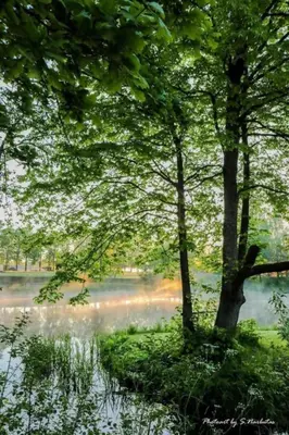 a group of trees next to a body of water at Sodyba Narūnas VIP namelis in Sponėnai