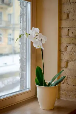 a white flower in a pot next to a window at New Town Home 2 in Vilnius