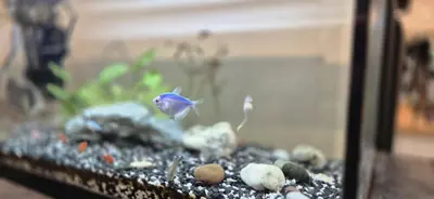 a fishtank with a blue fish on rocks and gravel at Premium City Center Jogailos Apartment in Vilnius