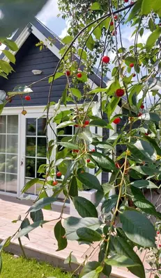 a tree with red berries in front of a house at Apgyvendinimas Rokiskyje namukas Skandis in Rokiškis