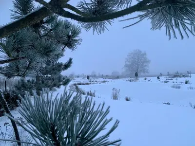 a snow covered field with a tree in the foreground at Aurora Resort in Stasiūnai