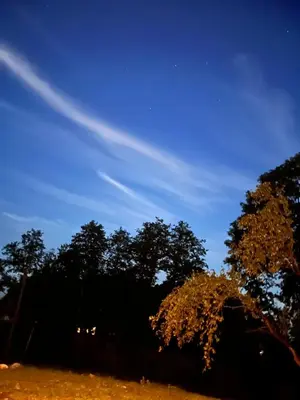 a group of trees against a blue sky at Kaimukas - lake house for 15 persons 5 bedrooms in Dvarčėnai