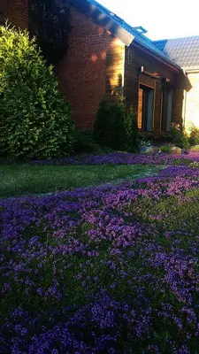 a field of purple flowers in front of a house at Gallery Guest Rooms in Kernavė