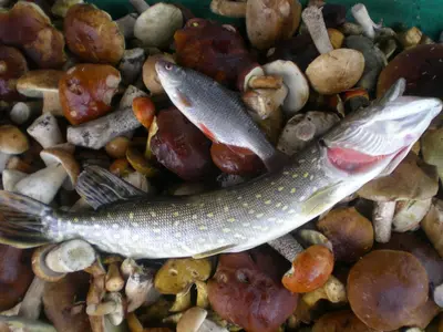 a fish laying on a pile of rocks at Senosios Gegužinės ūkis in Gegužinė